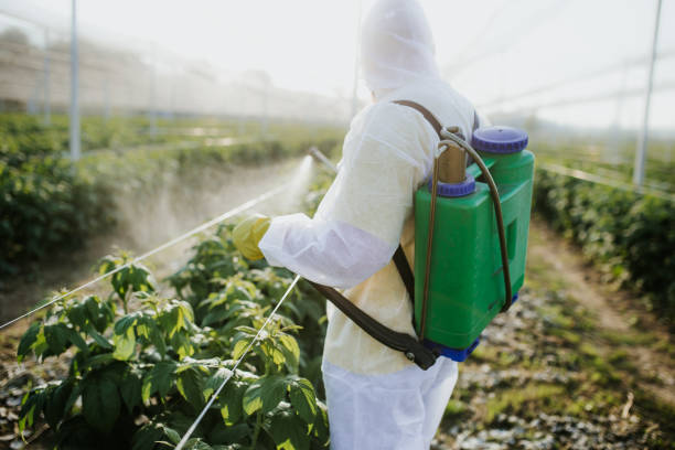Best Termite Control Services  in Indianola, MS